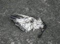 Torn wing of a bird lying on ground in the dust Royalty Free Stock Photo
