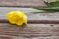 Torn yellow tulip lying on a shabby wood plank