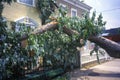Tornado damage, downed tree between two houses, Alexandria, VA