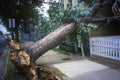 Tornado damage, downed tree between two houses, Alexandria, VA Royalty Free Stock Photo