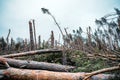 Tornado storm damage. Fallen pine trees in forest after storm. Uprooted trees fallen down in woodland due to wind storms