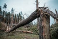 Tornado storm damage. Fallen pine trees in forest after storm. Uprooted trees fallen down in woodland due to wind storms