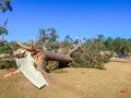 Tornado wind damage to massive tree Royalty Free Stock Photo