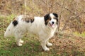 Tornjak, Croatian and Bosnian shepherd dog Royalty Free Stock Photo