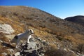 Tornjak, Croatian shepherd dog on the mountain Royalty Free Stock Photo