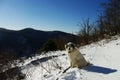 Tornjak, Croatian shepherd dog in the snow Royalty Free Stock Photo