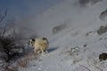 Tornjak, Croatian shepherd dog in the snow storm Royalty Free Stock Photo