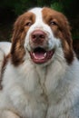 Tornjak dog - detail portrait Royalty Free Stock Photo