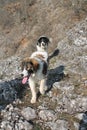 Tornjak (Mountain dog) Royalty Free Stock Photo