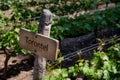 TORONTEL Wine sign on vineyard. Vineyard landcape Royalty Free Stock Photo