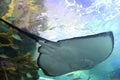 Toronto Aquarium Freshwater whipray bottom view