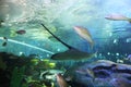 Toronto Aquarium Freshwater whipray among fish