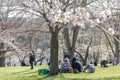 People having a picnic in High Park as the cherry blossoms sakura near peak bloom for the season