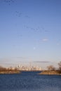 Full moon rising over the Toronto skyline with birds flying over Humber Bay Park.