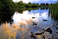 Summer sunny day water reflection. Duck in wild nature