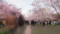 Toronto, Canada, Time lapse - The Trinity-Bellwoods park during the cherry blossom recorded at the end of the day