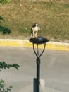 Toronto Eagle Watching: Majestic Sight of Eagle Perched on Light Post