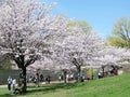 Toronto High Park cherry blossom trees 2017