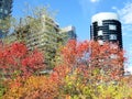 Toronto Lake the autumn in Humber Bay Park 2016 Royalty Free Stock Photo