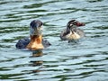 Toronto Lake chick and red-necked grebe 2017 Royalty Free Stock Photo