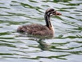 Toronto Lake chick of red-necked grebe swimming 2017 Royalty Free Stock Photo