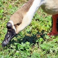 Toronto Lake Chinese Swan Goose grass nips 2016