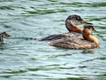 Toronto Lake family of red-necked grebe swimming 2017 Royalty Free Stock Photo