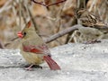 Toronto Lake female Northern cardinal and sparrow 2018 Royalty Free Stock Photo