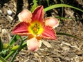 Toronto Lake the lily isolated July 2016