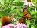 Toronto Lake Monarch and other insects on purple coneflowers 2017 Royalty Free Stock Photo