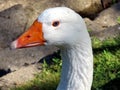 Toronto Lake portrait of White Goose 2016 Royalty Free Stock Photo