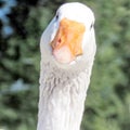 Toronto Lake the portrait of White Goose 2016 Royalty Free Stock Photo