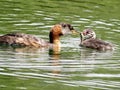 Toronto Lake red-necked grebe feeds its chick 2017 Royalty Free Stock Photo