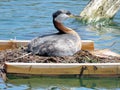 Toronto Lake red-necked grebe on a nest 2017 Royalty Free Stock Photo