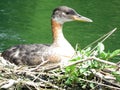 Toronto Lake red-necked grebe in a nest 2017 Royalty Free Stock Photo