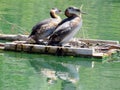 Toronto Lake red-necked grebes on a nest 2017 Royalty Free Stock Photo