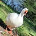 Toronto Lake The White Goose isolated 2016 Royalty Free Stock Photo