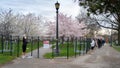 Toronto Locals Taking Photos of Cherry Blossom Trees at Trinity Bellwoods Park