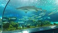 Toronto Ripley`s aquarium exotic marine life