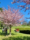 People enjoy the spring cherry blossoms at Toronto`s, High Park Royalty Free Stock Photo