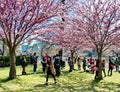 People enjoy the spring cherry blossoms at Toronto`s, High Park Royalty Free Stock Photo