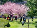People enjoy the spring cherry blossoms at Toronto`s, High Park Royalty Free Stock Photo