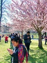 People enjoy the spring cherry blossoms at Toronto`s, High Park Royalty Free Stock Photo
