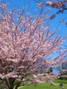 People enjoy the spring cherry blossoms at Toronto`s, High Park Royalty Free Stock Photo