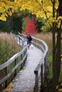 Dog walking in the broad walk in a public park with autumn leaf colour