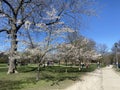 TORONTO, ONTARIO, CANADA - MAY 7, 2022: PEOPLE VISIT THE CHERRY BLOSSOM TREES AT TRINITY BELLWOODS PARK.