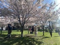 TORONTO, ONTARIO, CANADA - MAY 7, 2022: PEOPLE VISIT THE CHERRY BLOSSOM TREES AT TRINITY BELLWOODS PARK.