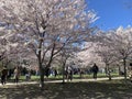 TORONTO, ONTARIO, CANADA - MAY 7, 2022: PEOPLE VISIT THE CHERRY BLOSSOM TREES AT TRINITY BELLWOODS PARK.