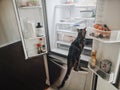Funny little striped tabby cat sitting in fridge looking for food