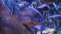 Toronto Ripley`s aquarium exotic fish Royalty Free Stock Photo